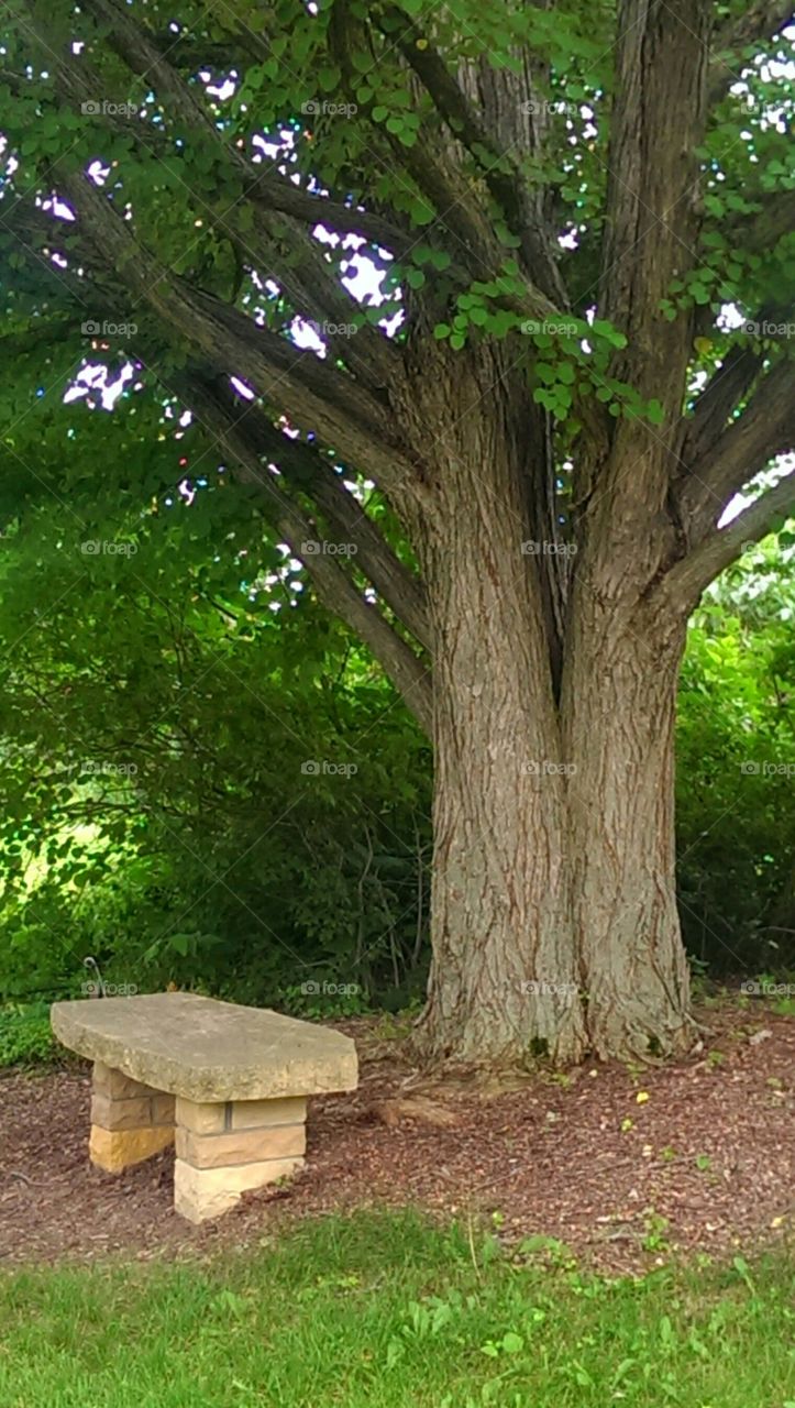 Tree, Wood, Landscape, No Person, Park