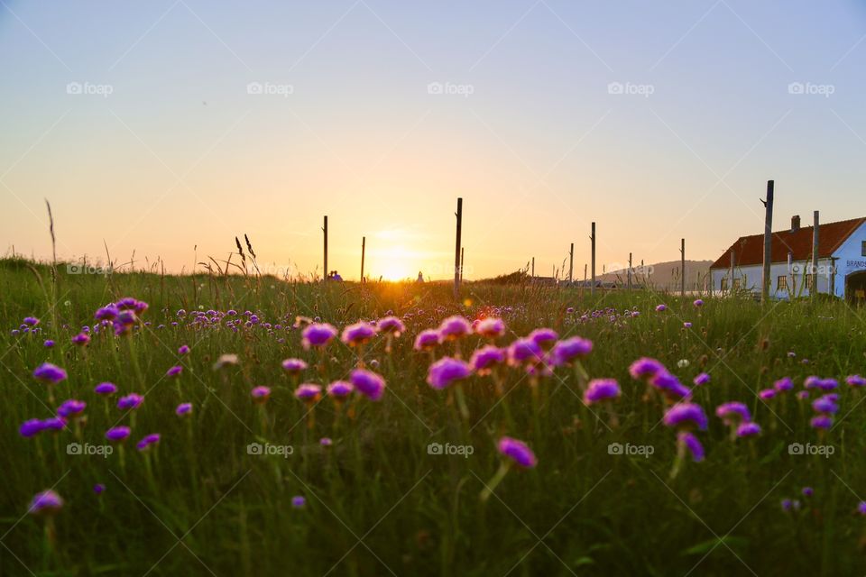 Purple flowers in the green grass in the front of the camera and the sunset coloring the sky above by the poles standing alone without the fishing nets on 