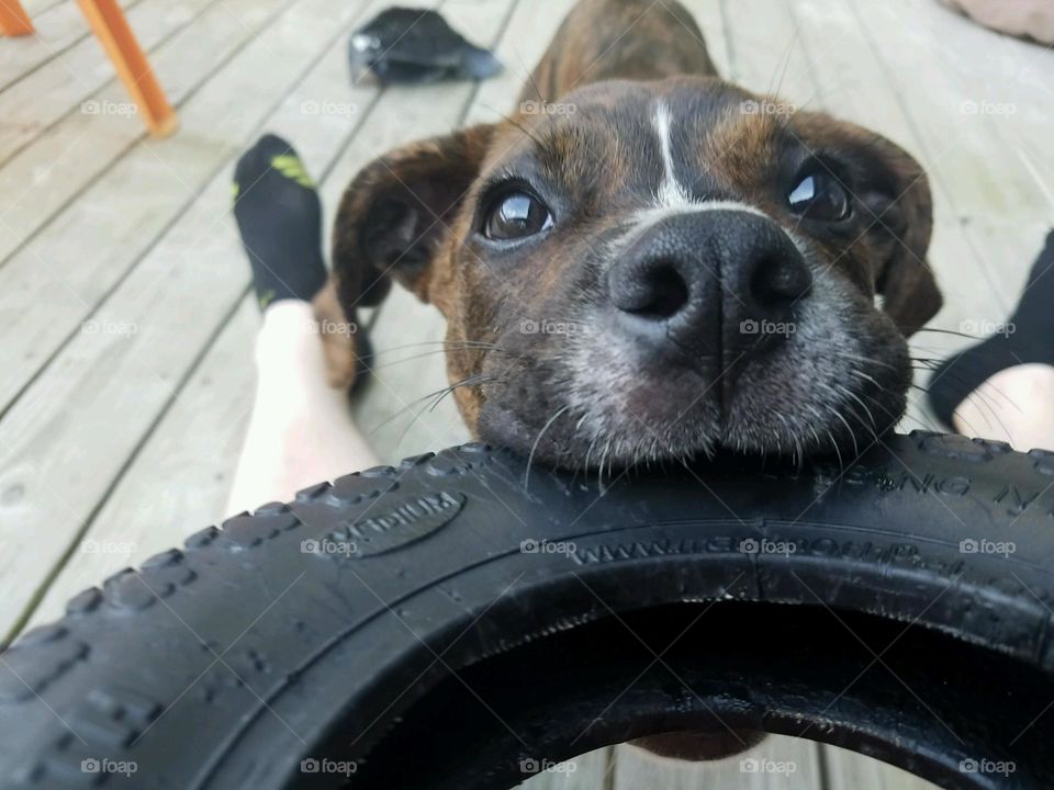 dog puppy play Tire happy tug