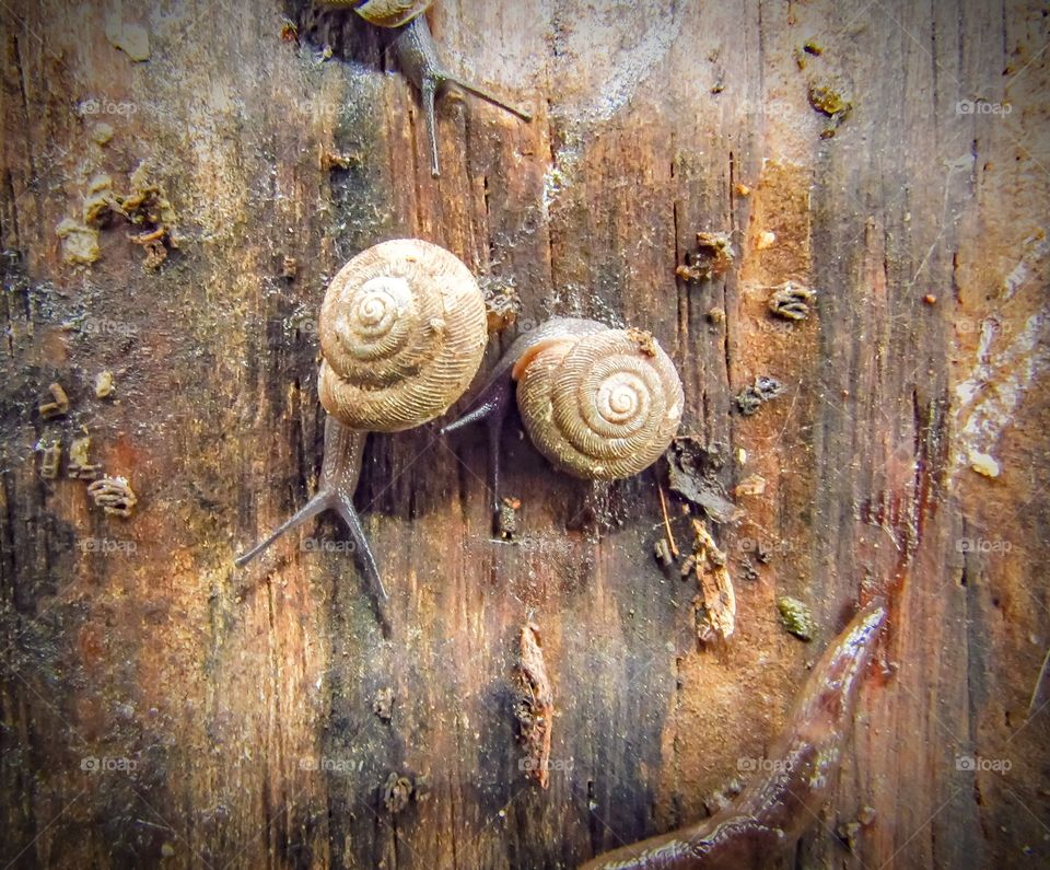two snails crawling on old wood