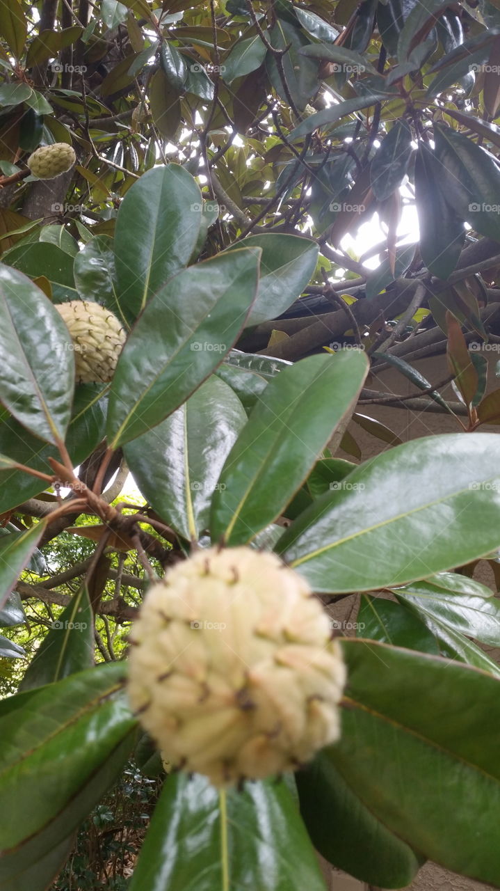 Magnolia Tree. pods for days
