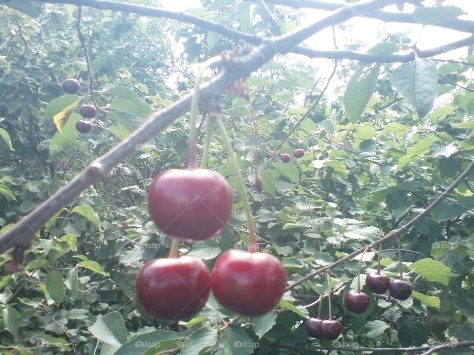 cherry