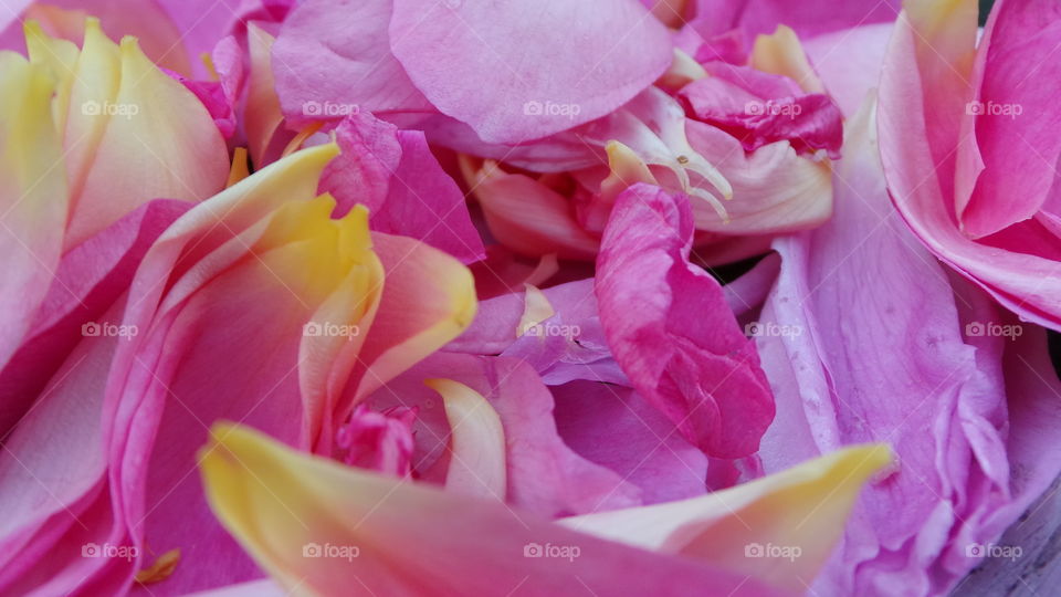 pink rose petals
Pink Roses
The Meaning Of The Color Of Roses
Happiness, Elegance, Romance, Admiration, Sweetness, Thank You
Ranging from a subtle hint of color to deep and bright, pink roses have come to mean joy, happiness, gratitude and admiration. They’re often seen in bridal arrangements, thank you or congratulations bouquets. Considering the word “rose” brings to mind the faint blush of a fair maiden’s cheeks, it’s not surprising these blooms are a favorite to give and receive.
There are many different variations of pink, from a pale blush to a gentle medium pink to a vibrant pink, each having its own meaning and implication. The palest pink roses are a sign of gentleness, joy and grace. Bridal Pink is a perfect pale pink floribunda rose that is long lasting and offers a spicy scent. The light to medium pink roses can show sympathy or admiration. Lady Diana is a beautiful light pink rose perfect for either emotion. Deep pink roses, such as Laser and Diplomat are perfect choices to show someone how grateful you are to have them in your life.