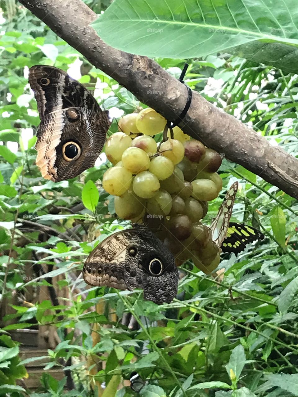 Butterfly in the garden 