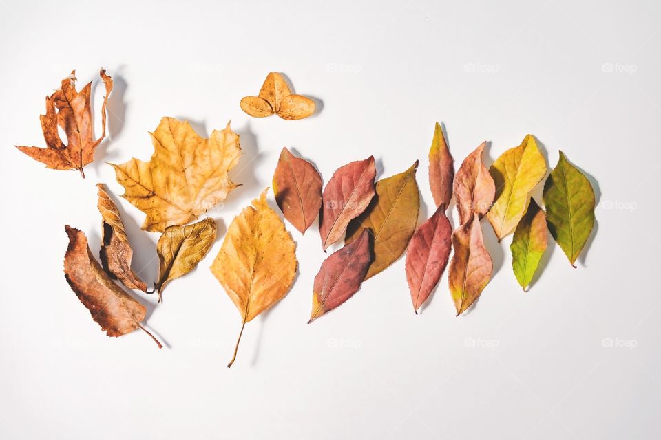 Color leaf with Autumn