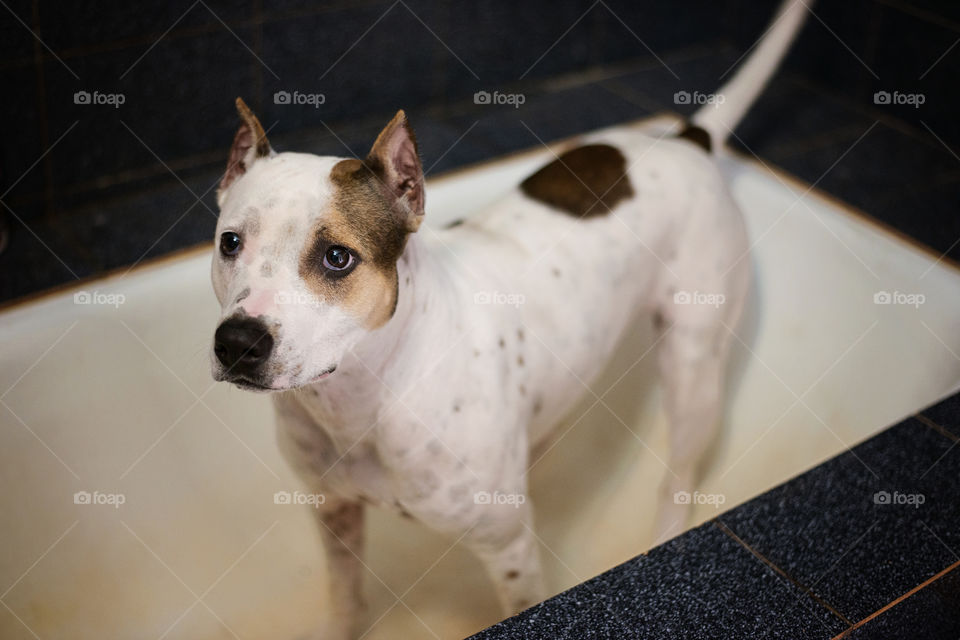 Pit bull dog standing in bathtub