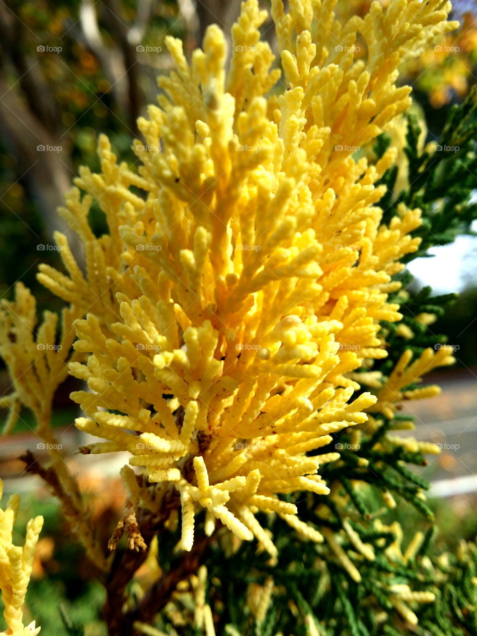 yellow leaves