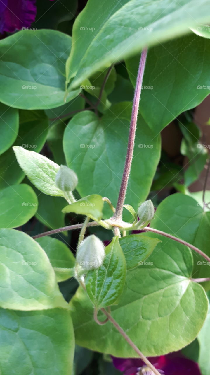 Clematis Rouge Cardinal Buds on a Vine