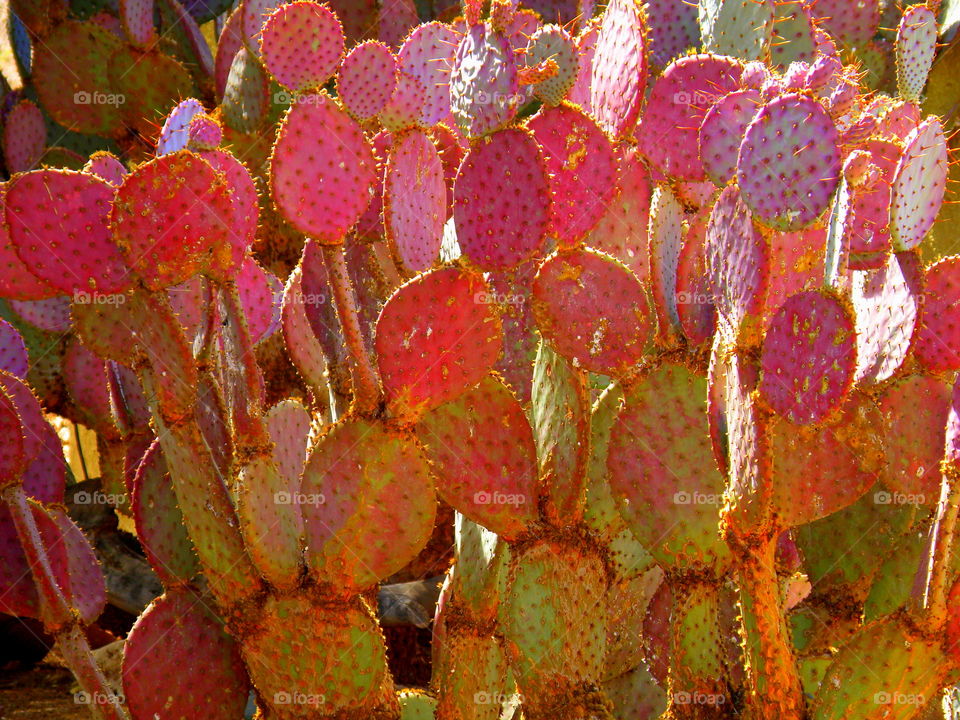 Red Cactus in tucson area
