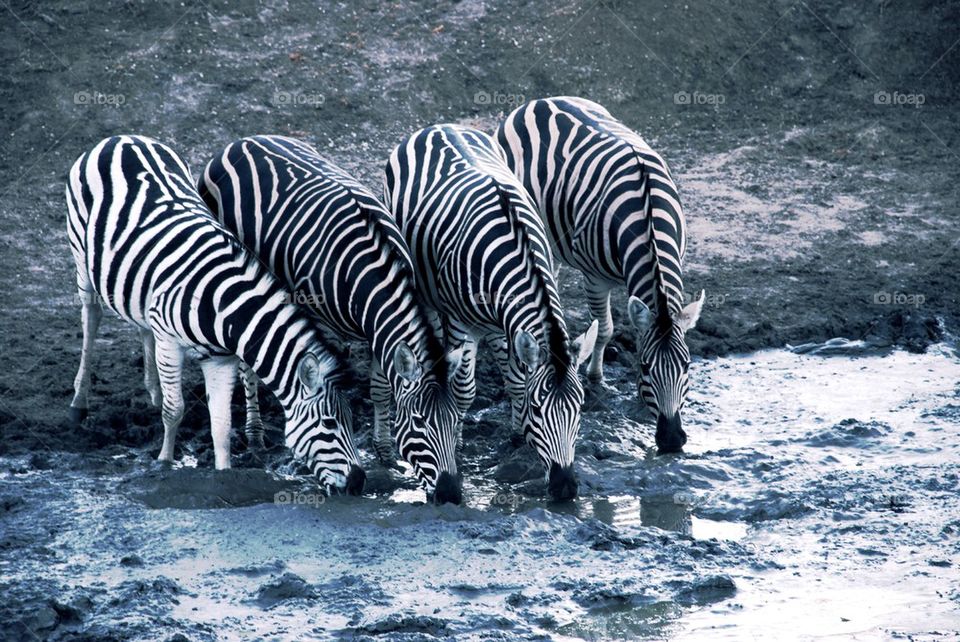 Zebras drinking water