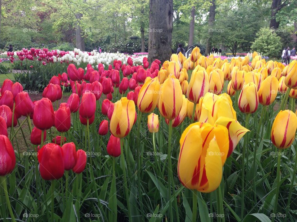 The tulip/flower gardens in Keukenhof , the Netherlands (holland)