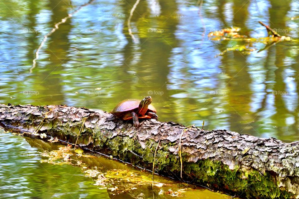 Turtle on a log in the woods. 