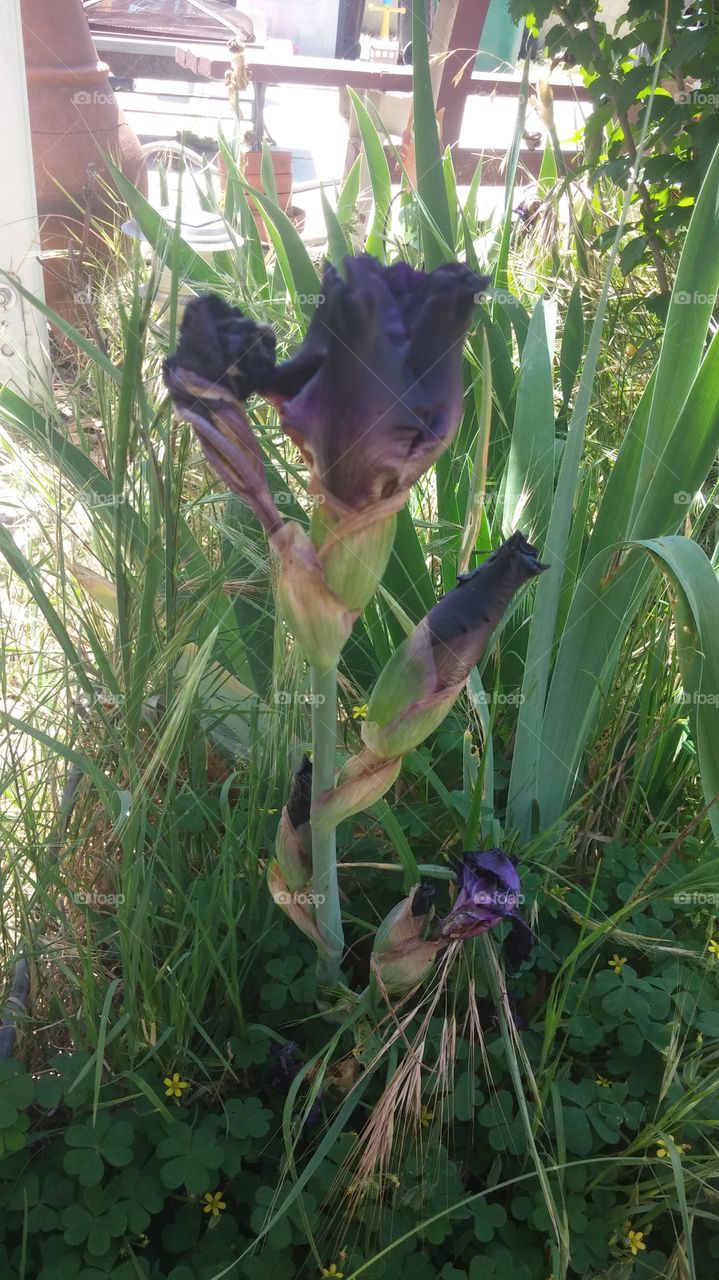 black iris. only thing I still have from my mom's