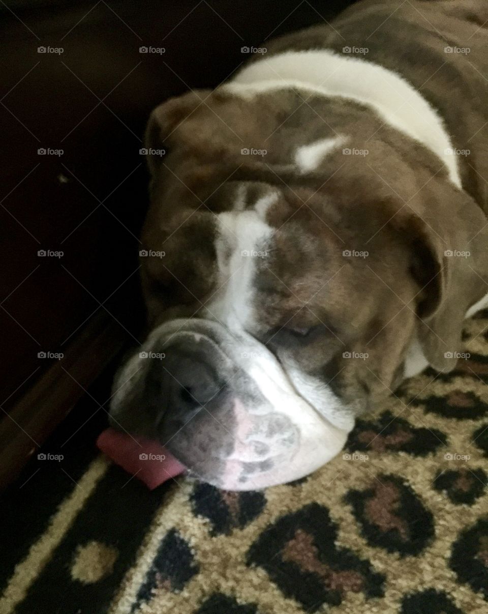 Bulldog sleeping close up