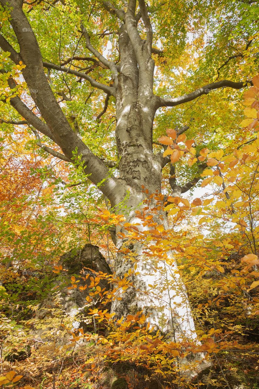 Tree with autumn leaves
