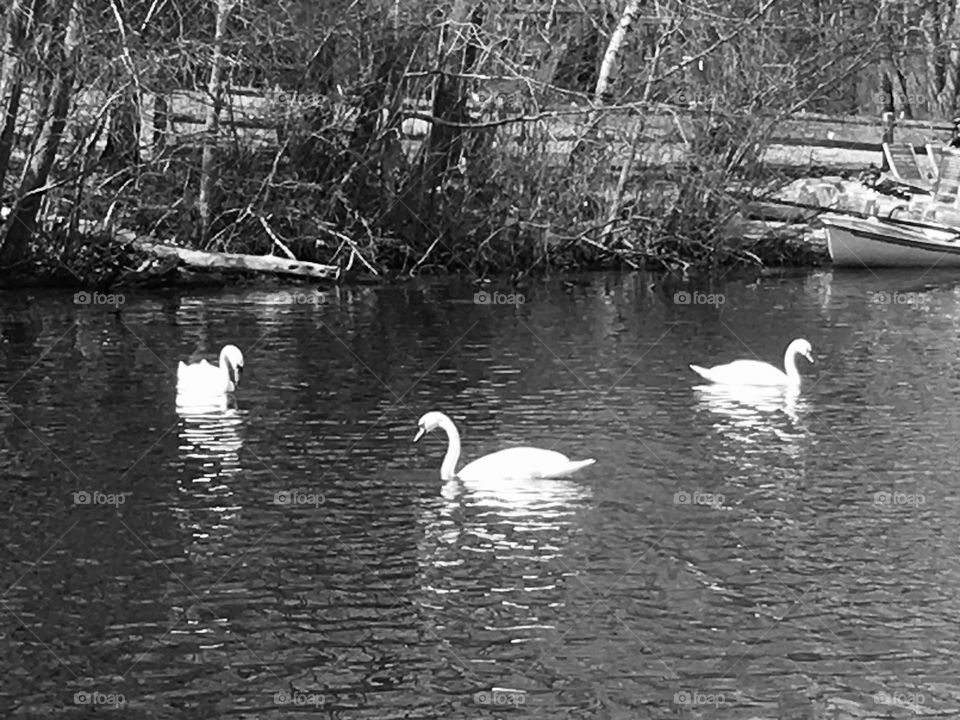 Swans a swimming