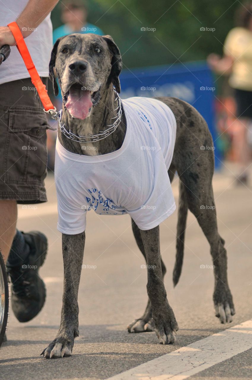 Great Dane walking in parade with t short on 