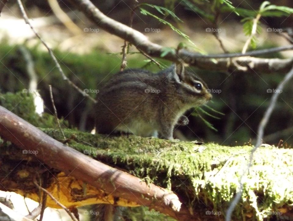 Chipmunk
