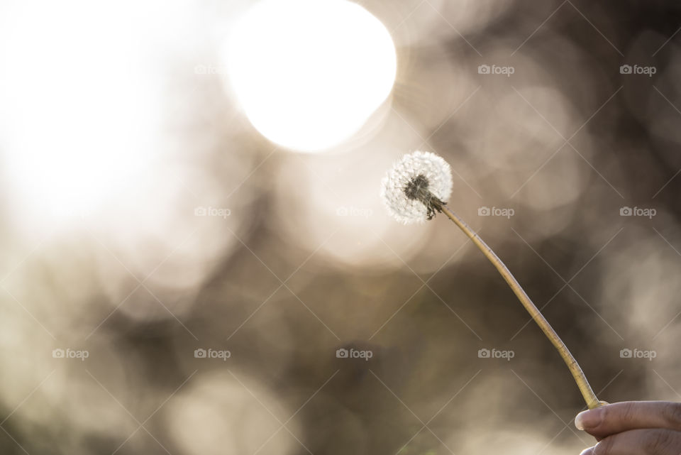 Dandelion 