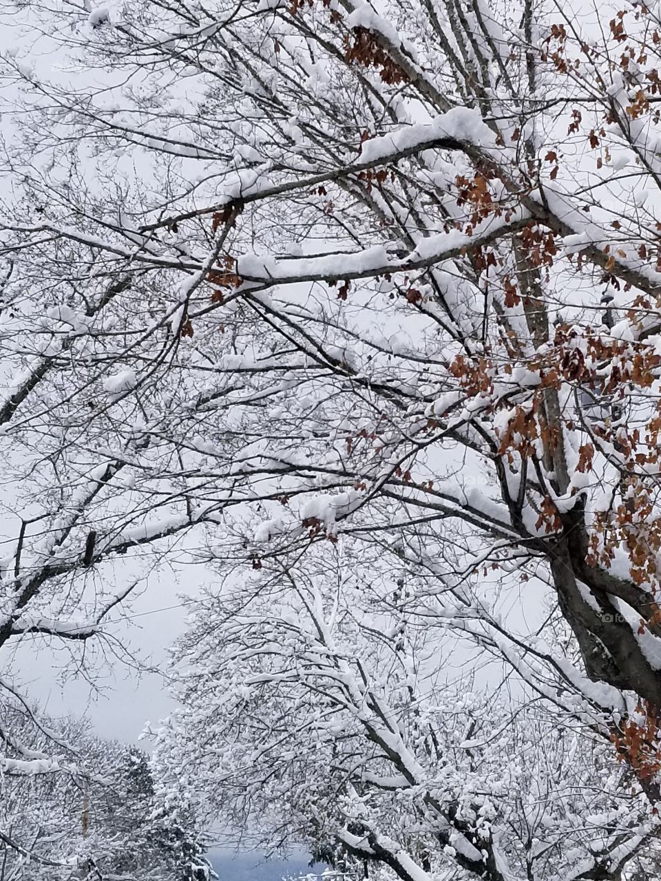Winter, Snow, Tree, Branch, Frost