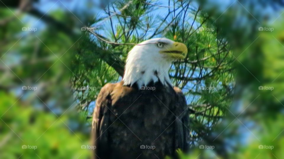 Bald Eagle taken from kayak
