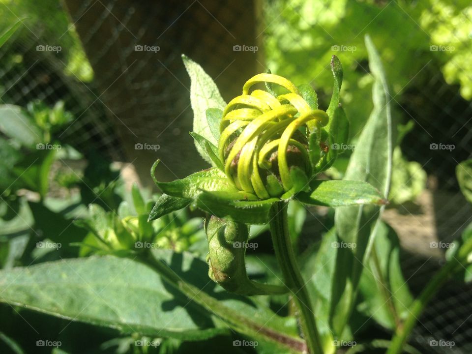 Black eye Susan flower 