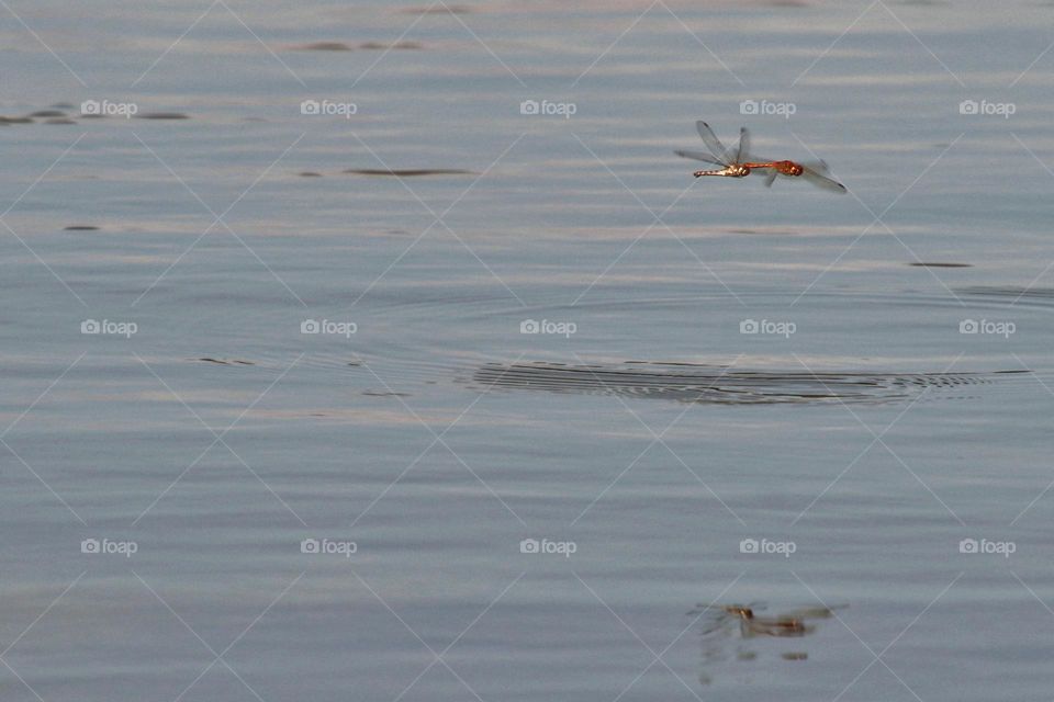 Two red dragonflies fly over the water and the reflection