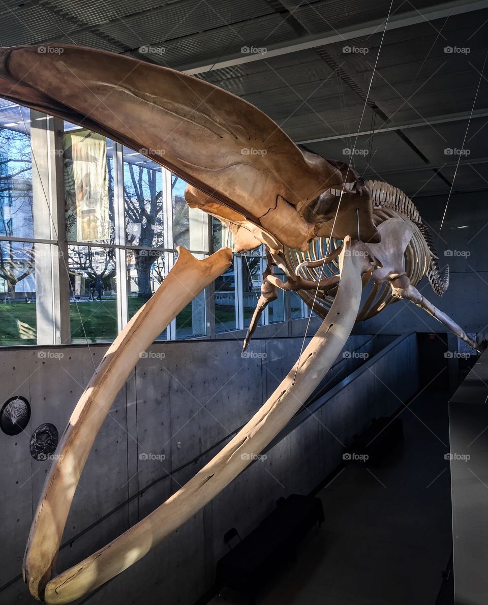 Blue whale fossil at UBC biodiversity museum in Vancouver 