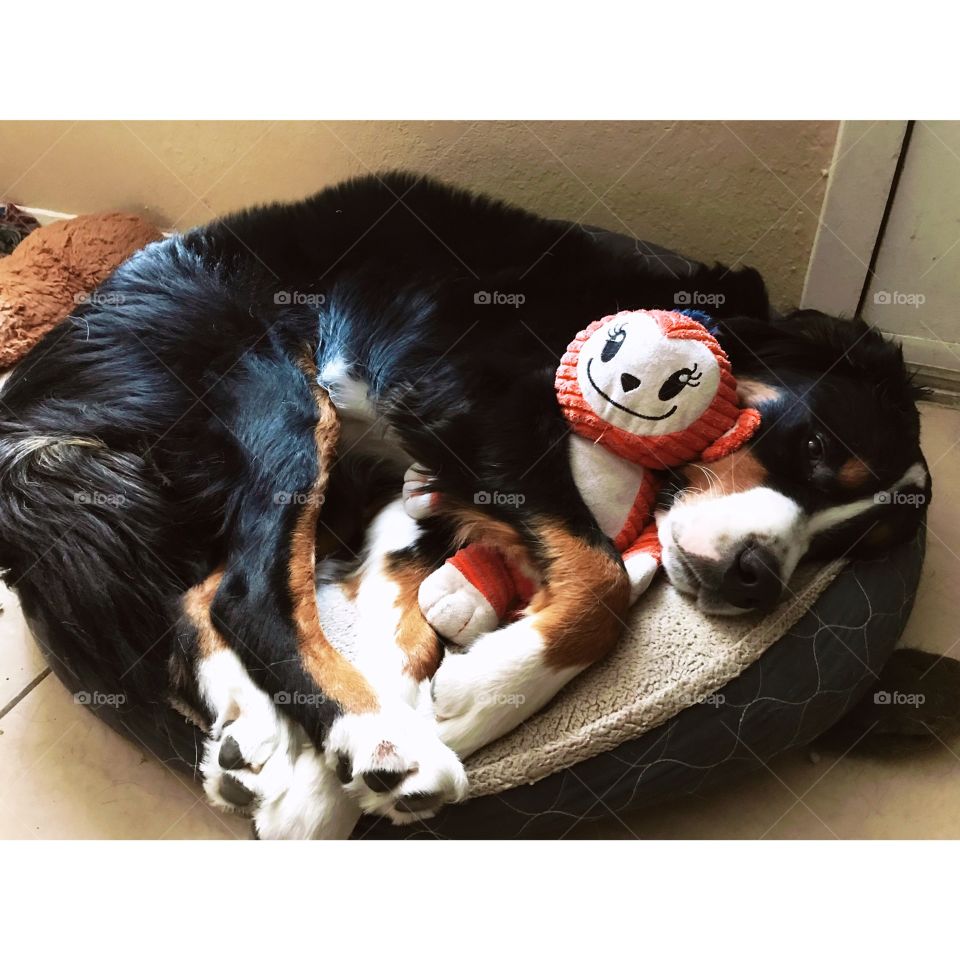 Nap time with his toy he’s had since day 1 😍