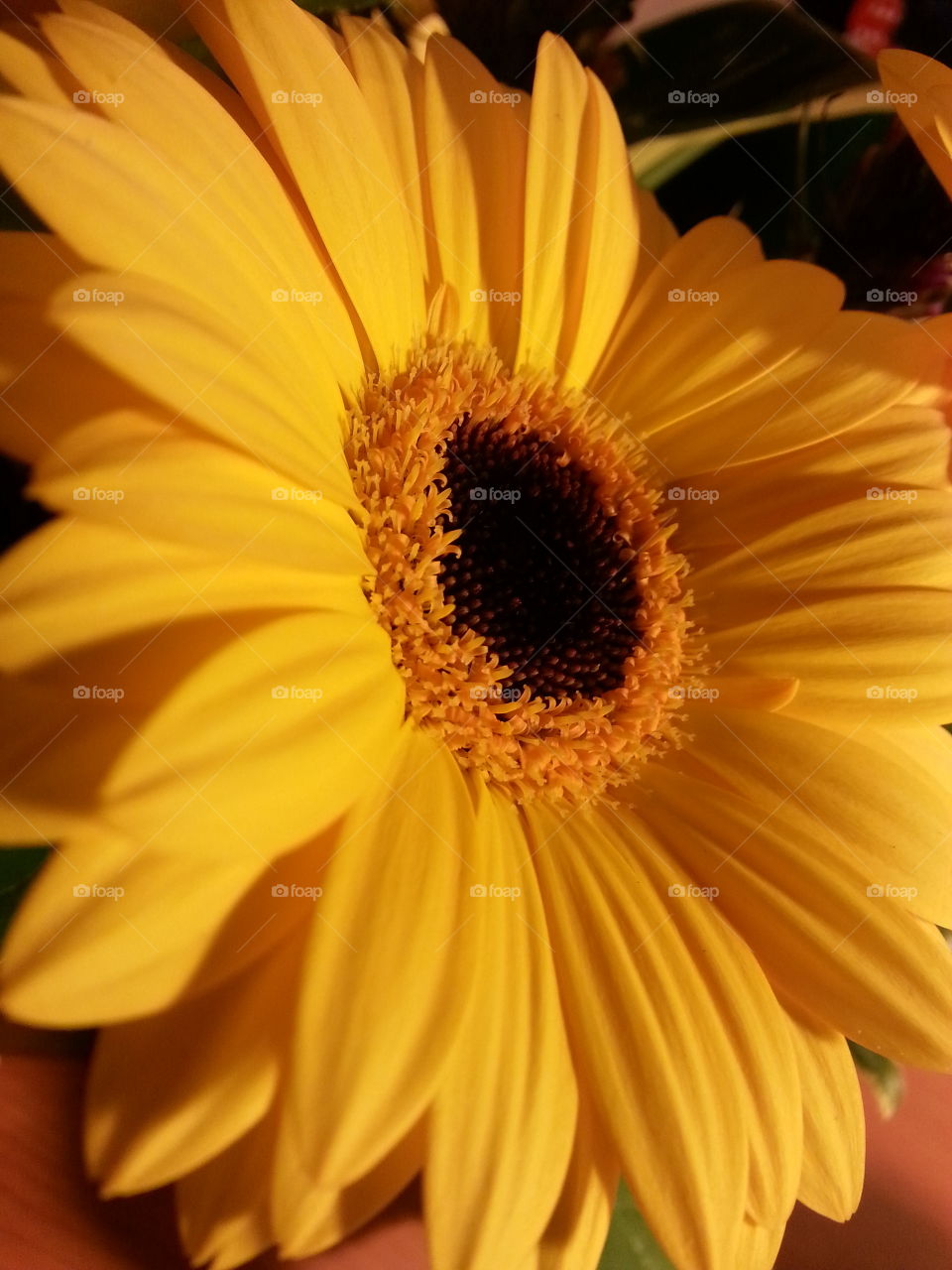 daisy. yellow flower