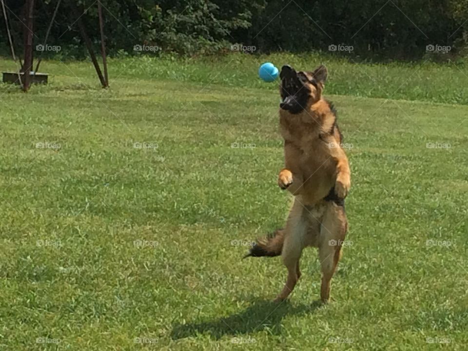 Fetch. Niko, the German shepherd, attempting to catch his ball.