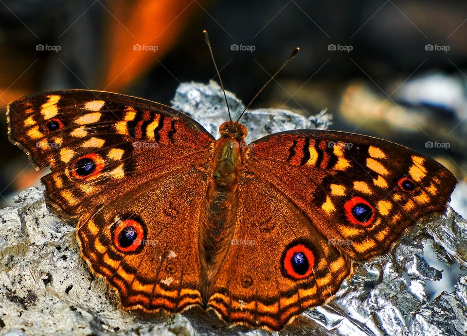 Butterfly closeup - open wings