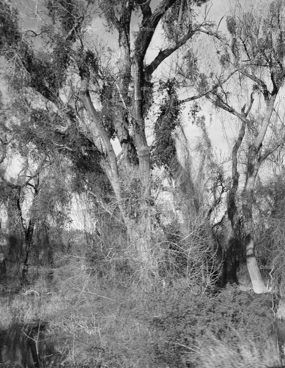 my day trip along the sacramento river. swampy and creepy in black and white