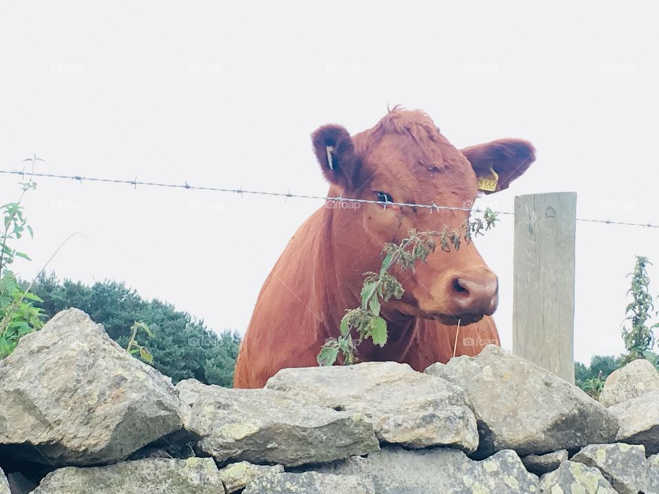 Selfie Cow