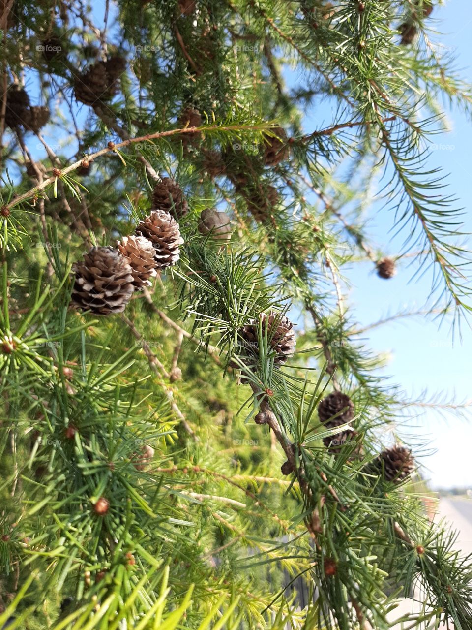 little cones on twig