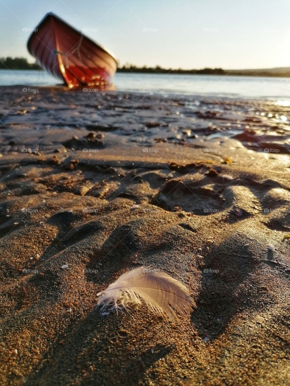 Swan feather on a sandy beach. So graceful and beautiful! A boat on the beach is waiting for the departure.