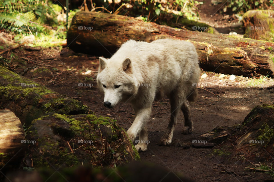 Pacific Northwest wolf