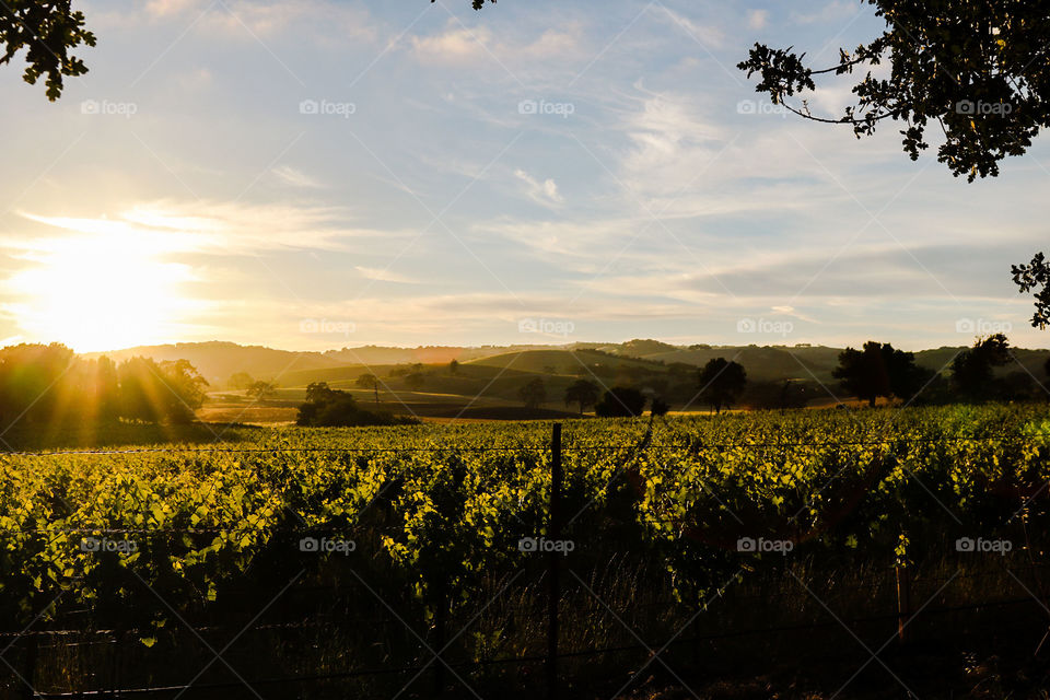 Wine country sunsets