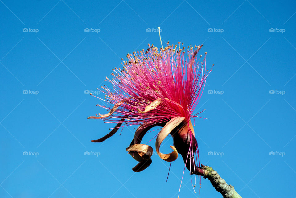 SHAVING BRUSH TREE