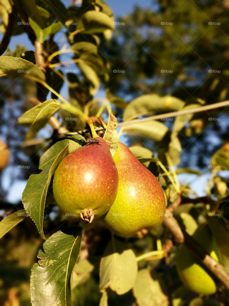 Pears in summer