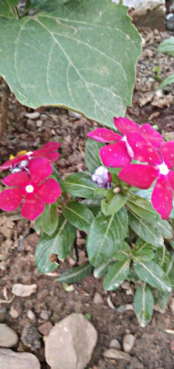 most beautiful and attractive flowers in the garden.