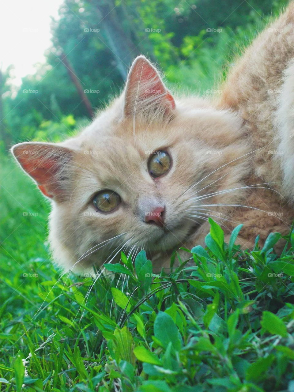 beauty cat