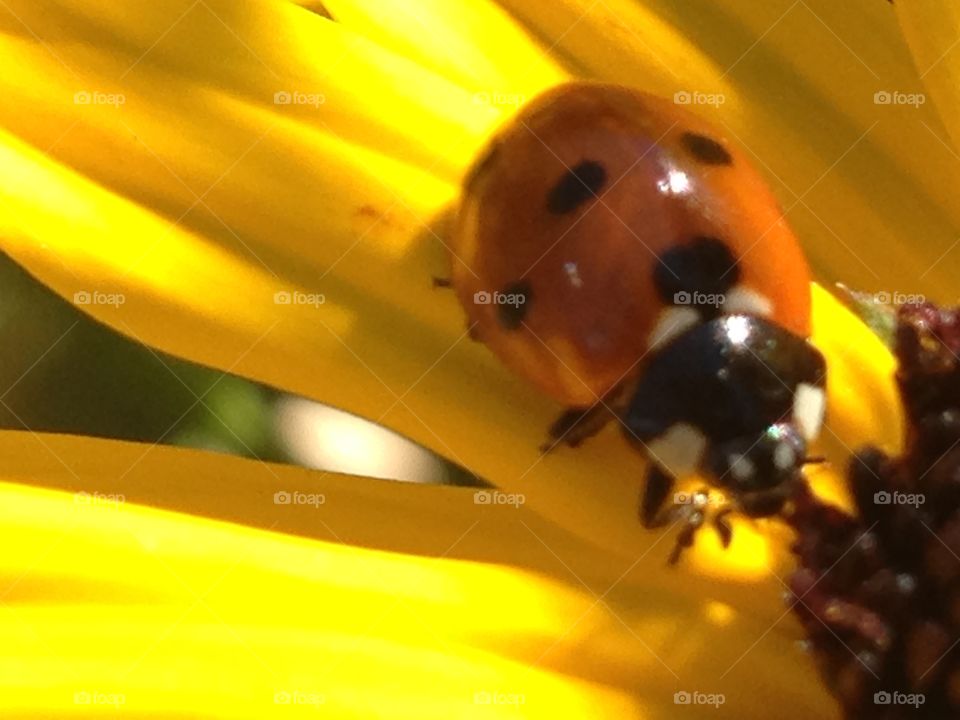 Ladybug in blackeye Susan