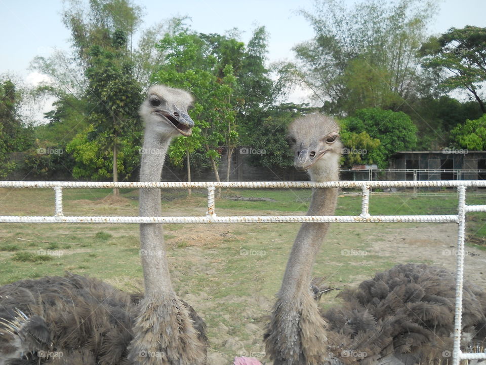 love ostrich