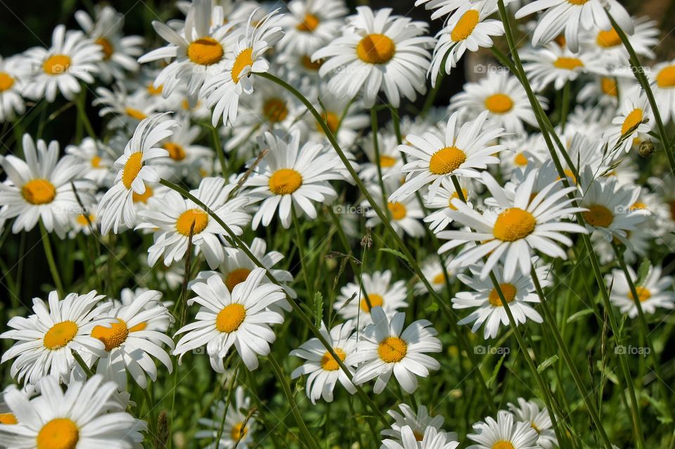 Blooming flowers in field