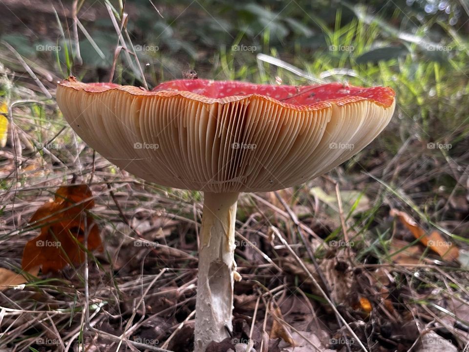 A close up of a toadstool 