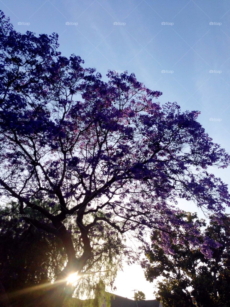 Purple Jacaranda 