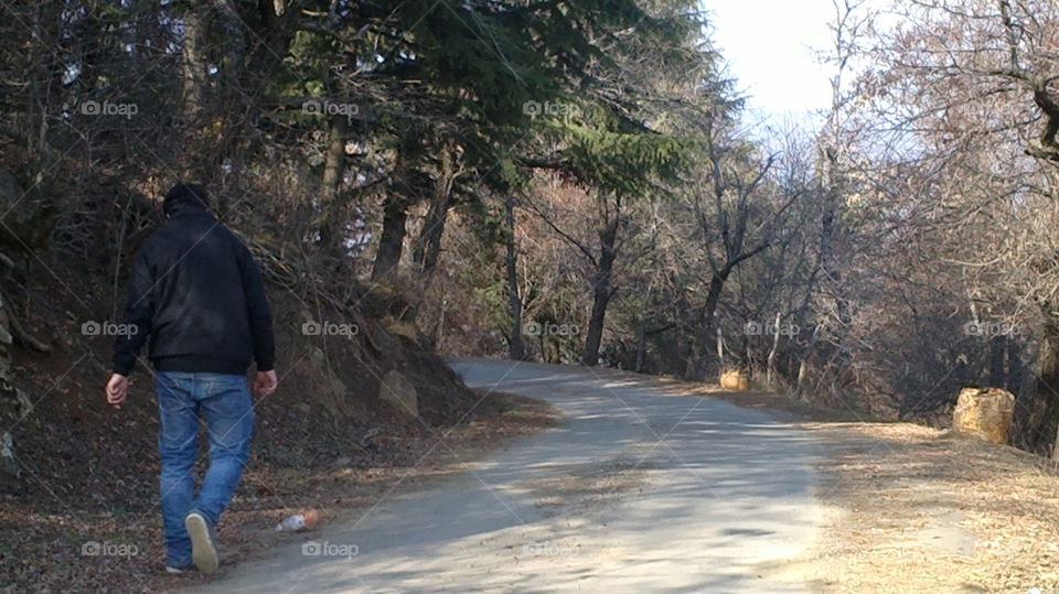 Landscape, Tree, Road, Wood, Winter