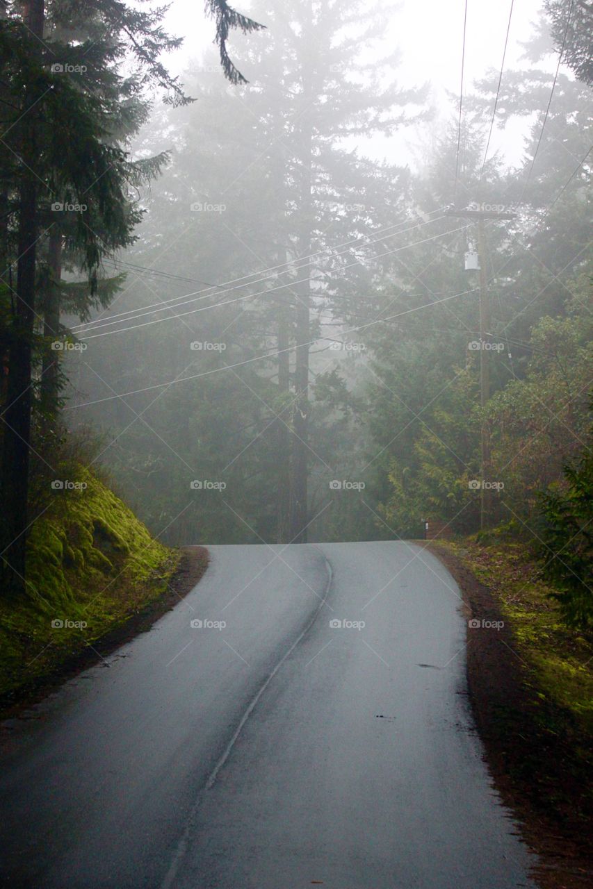 Empty foggy road