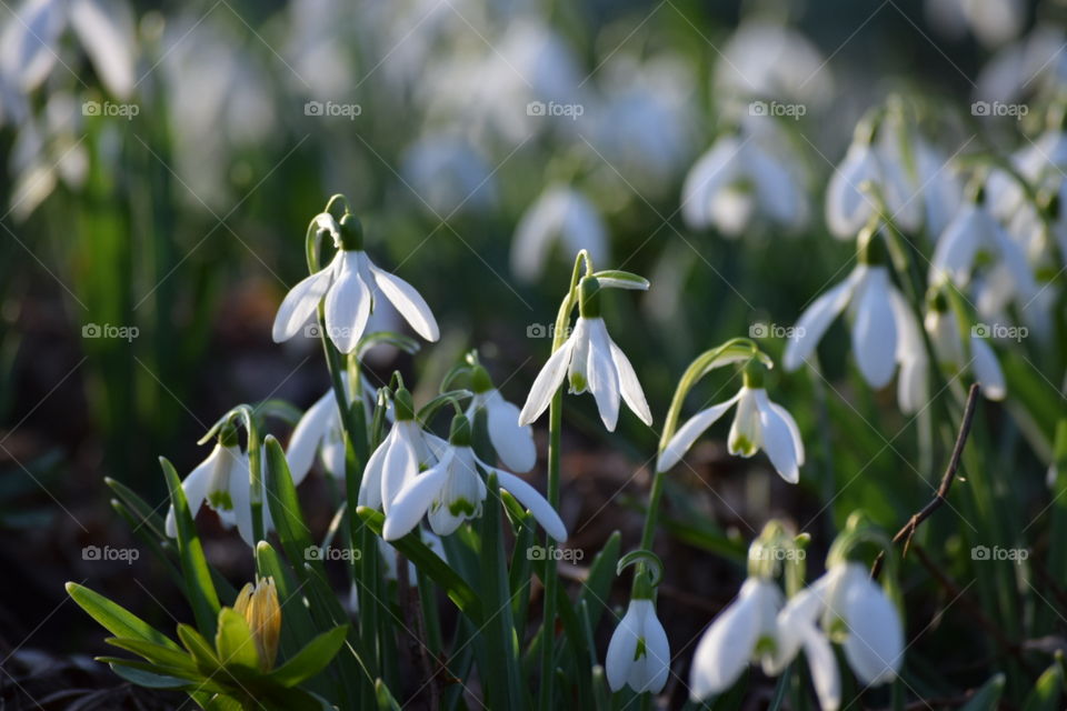 Snowdrops